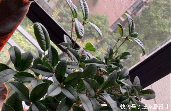  『桂花新芽出』桂花新芽呼呼冒？3个要点要记牢，缺少一个死翘翘