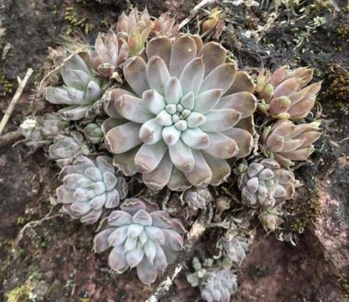  「值钱」山坡上，有2种多肉植物像“杂草”，挖2棵种在花盆里，变值钱！