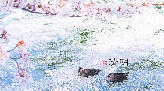  梨花■「清明节」梨花风起正清明，游子寻春半出城