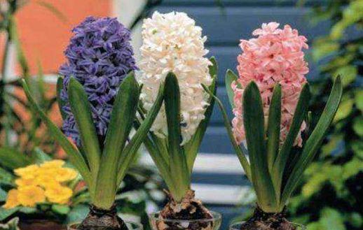#韵味#这5款花草夏天养,花大色艳花势旺,养在家里洁白如玉,韵味十足