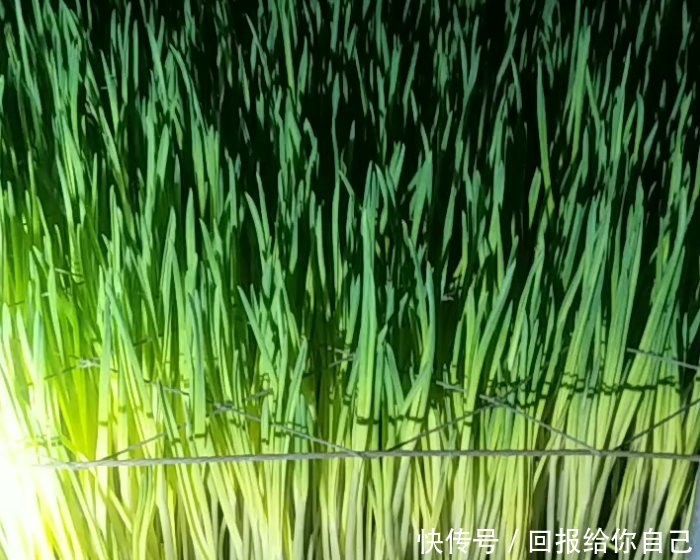 农民用蒜米种出来的“它”，每十天可收割一次，年赚几十万