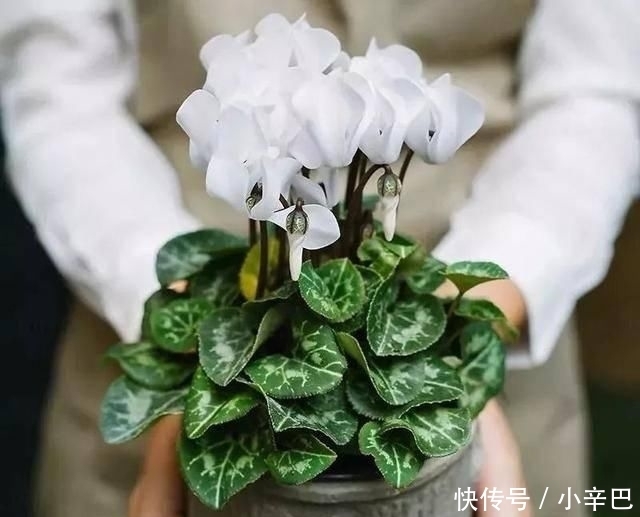  天使■喜欢白色？这五种“洁白花”不可错过，美如雪中天使