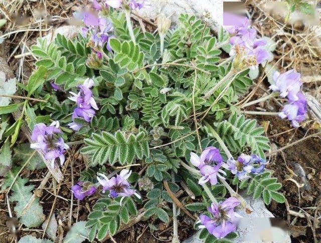  #值钱#河边的1种野草，和岩黄连一样矮，被称为“米口袋”，珍贵、值钱