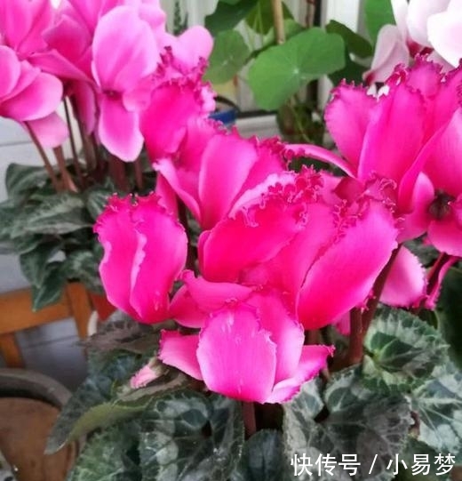  「虎刺梅」这5种花，不要钱也不能养，全都有毒，养了后悔都来不及