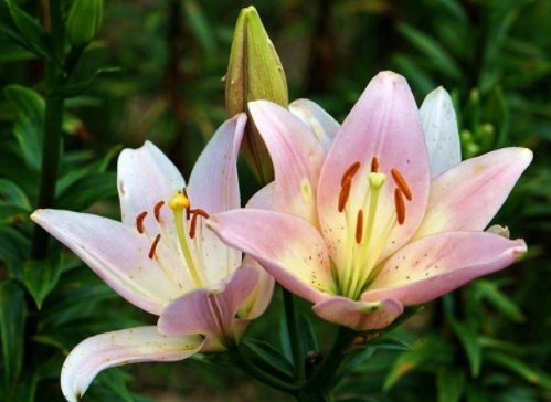 『花色』家养这些花,不用费啥心,花色多又艳,一年四季开不停,绚丽多彩