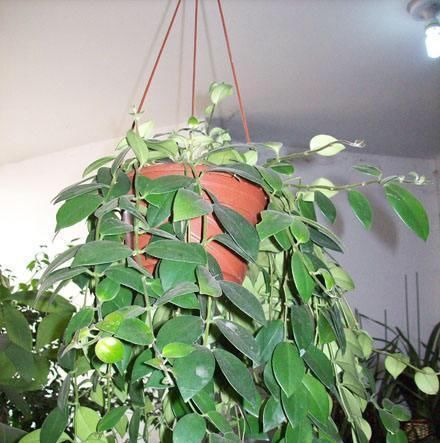  『花和叶』这4种不同的吊兰，一个枝条就能种，花和叶都漂亮，四个月长满盆