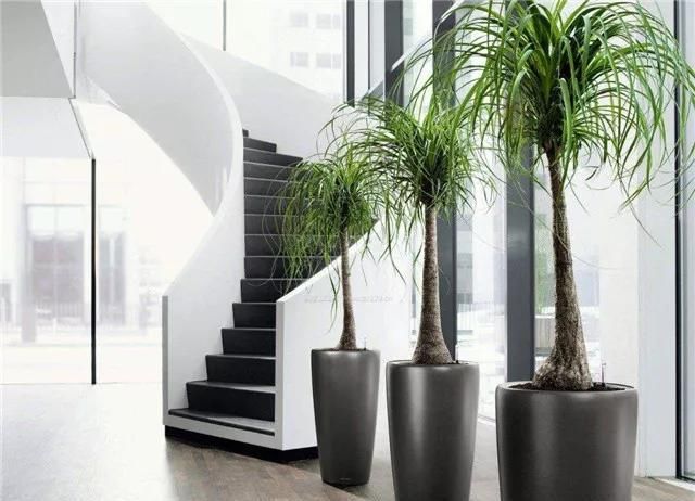  [色彩]植物搭配｜让植物与你的家融为一体