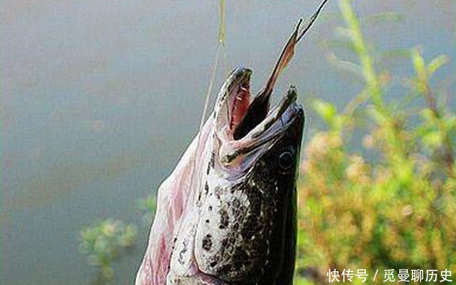 「海竿拟饵钓」户外钓黑鱼,选对钓鱼方法,不愁黑鱼不上钩