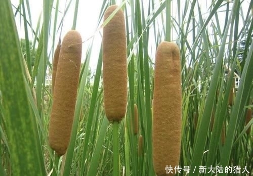 『杂草』“奇特”的1种杂草,被称为“香蒲”,生长在河边,其实很珍贵!