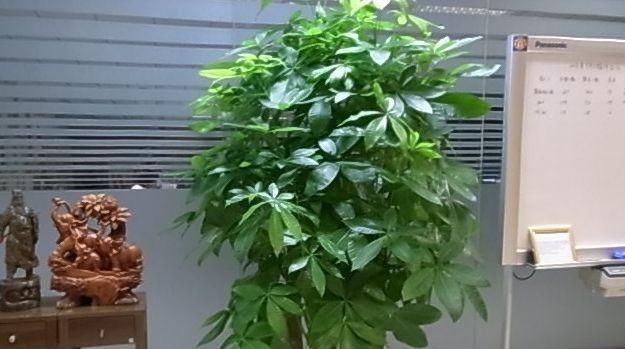  [盆盆]3种“招财树”养家里，叶子油亮养眼，盆盆招财旺财