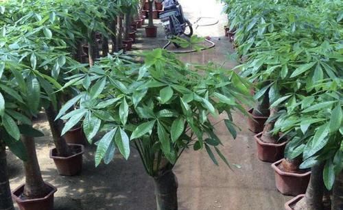  寓意■寓意“发财”的绿植，屋里养“2盆”，比啥花都美，关键镇宅！