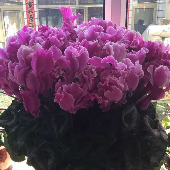 「长势」花友家的仙客来长势非常喜人,每年都开爆,真美!~