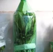  『扦插』栀子花扦插很简单，一个塑料瓶，半个月冒根，三个月开花成盆栽