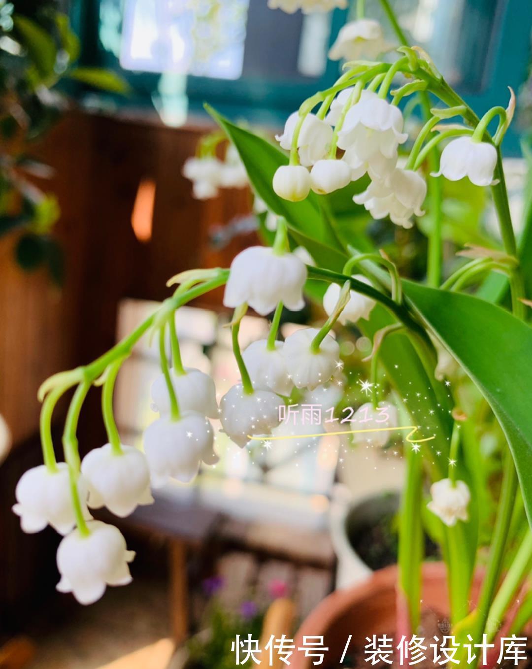  #稀罕#5种花真稀罕，叶子越晒越红彤彤，一盆能开20朵！