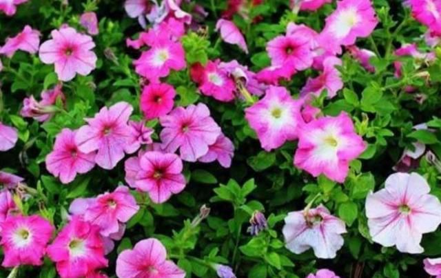  【养花经验】4种常见的花，开花漂亮、花期长，养护起来又简单