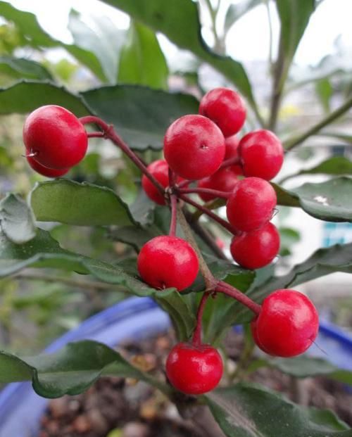 「养护」这花寓意好,养眼又招财,客厅摆一盆,胜过发财树数倍,您有吗