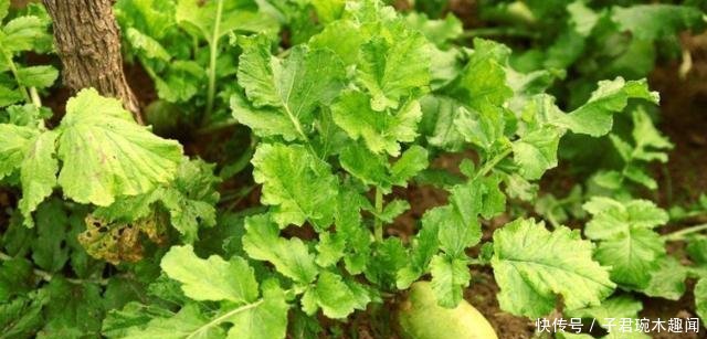 年年种年年滞销，今年河南6万吨无人要，农民苦不堪言