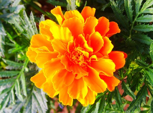  迷人眼■这些小菊花，在家一养，开花爆成花海，越看越美，花朵烂漫迷人眼