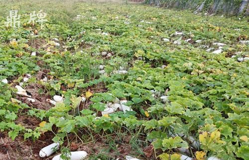  「冬瓜」俩兄弟齐心协力种植冬瓜4年，硬是挣出200万财富