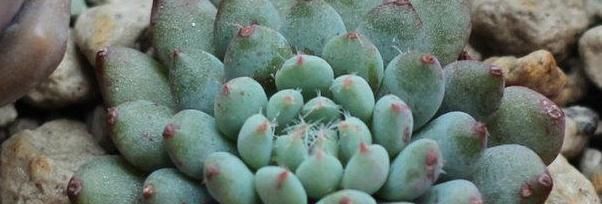 方法■小蓝衣的养殖方法及注意事项