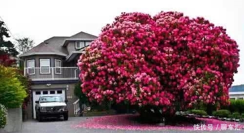 神奇大自然,世界上最壮丽的16棵树,每个都如梦如幻