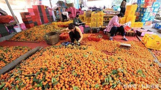  「南方」14万吨的产量不愁卖，北方人都爱吃，农民却后悔种植的