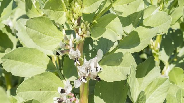  『次利用鲜食蚕豆栽培』春蚕豆增密、减穴、加距、调土高产栽培技术