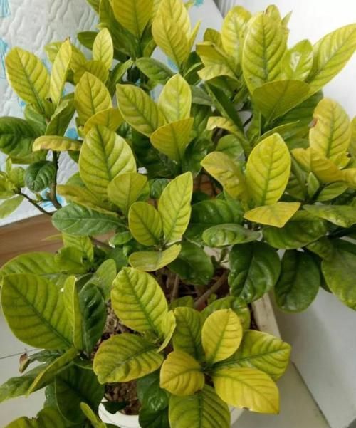  [酸水]杜鹃、栀子、茶花，南花北养爱黄叶，三种“酸水”能改善