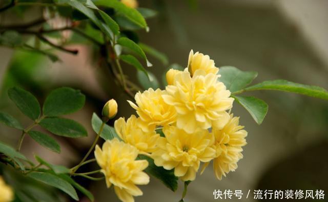  『能爆盆』四月养花就养此5种，好养易活又漂亮，枝繁叶茂能爆盆，美极了