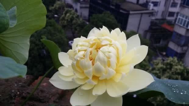  喜欢：喜欢荷花？那就养这种，一朵花有1000个花瓣，家养一盆超漂亮