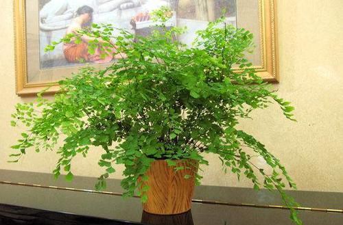  『虎皮兰』3种花，是“吸霾”高手，客厅养几盆，空气洁净10倍，我就养了