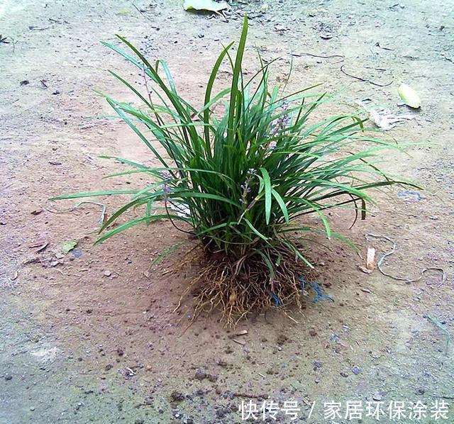麦冬草@野外有一种草叫“麦冬草”,养在花园绿化环境,大白根更是价值高