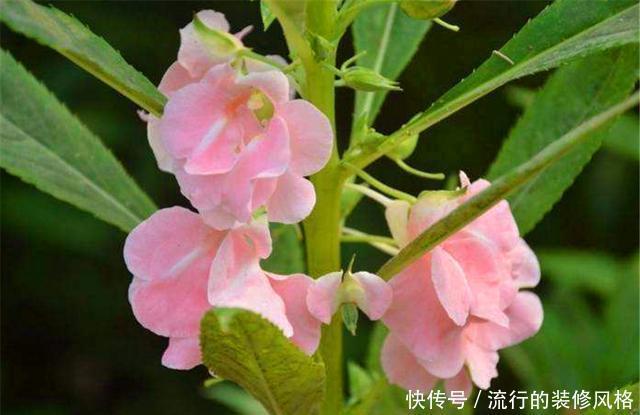 多浇水|家庭盆栽凤仙花,做好“3个多”,花开爆盆香气浓,邻居都羡慕