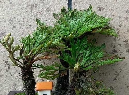  【花钱】山上一种植物，是盆栽佳品，懂花的人见到就挖，省下买花钱