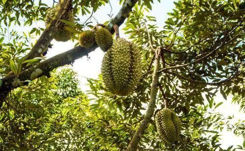 中国游客在泰国买榴莲，回家打开一看傻眼了，导游：露肉的别买！