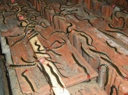  「蚂蝗」“年年被骗”年年养！农民养这3种东西“必赔”！怎么就