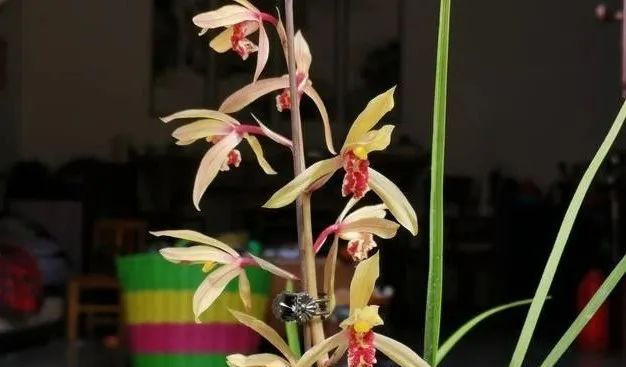 『能服』种植的兰花,多久能服盆?怎么施肥?