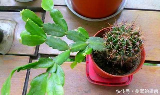 嫁接@仙人球用来扦插,简单三步很简单,开花变多更具观赏性