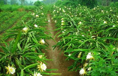  [建议]家里有地别荒芜！建议栽一棵果树，不占地，吃到嘴软
