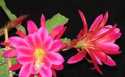 #枝干#令箭荷花“剪一剪”,枝干壮、花芽钻,花朵开满300朵,赏花海