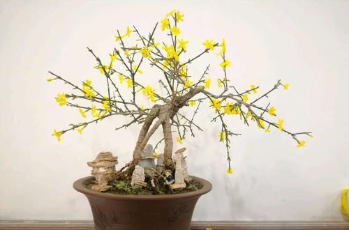 【迎春花】迎春花盆景剪光叶子会开花吗?舍得剪,换个位置,满树金黄全是花