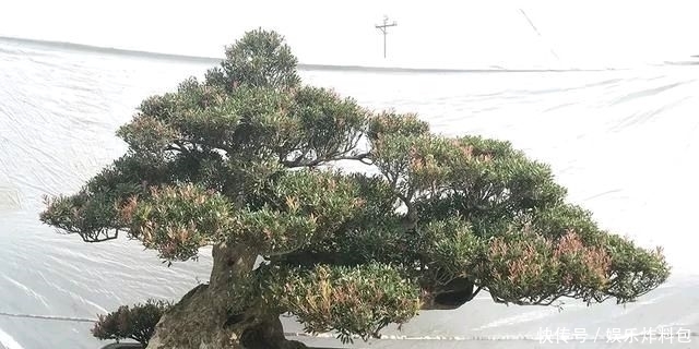『朱立明』欣赏朱立明的盆景,学会体贴!