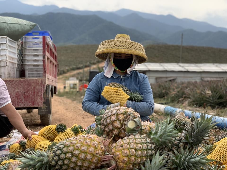  菠萝■2020年，劳作在海南的菠萝地海