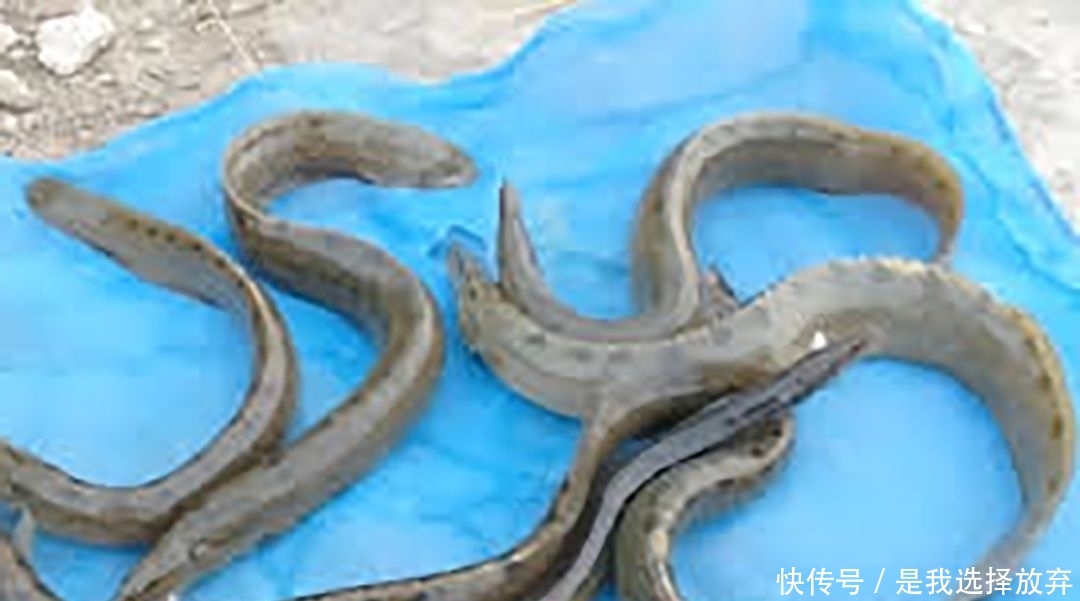  「少有」农村一种淡水鱼，背上带刺，市场卖60块一斤，为何少有