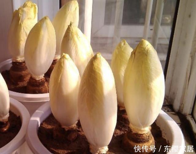  漂亮|夏天，在家种植1种“废根”，20天后变成“黄金菜”，比月季漂亮