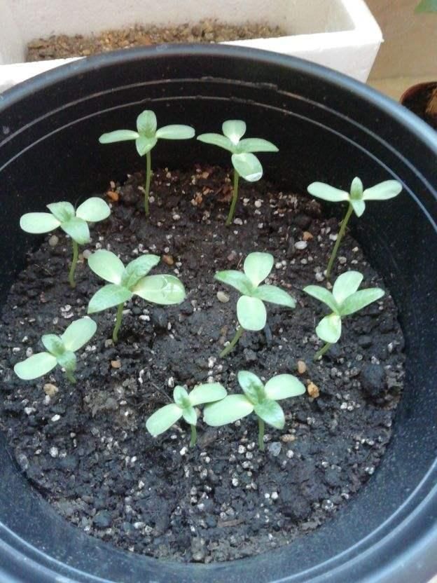  喜欢吃瓜子@爱吃瓜子的花友，现在一定记得种棵向日葵，选品种是重点！