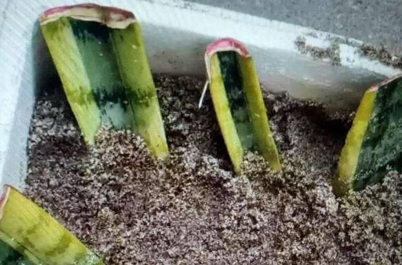 【虎皮】养殖虎皮兰该如何扦插？按照3步操作走，再不用担忧伤亡多