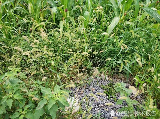 农村一种常见害草，农村娃用来做手链，却少有人知它价值很高