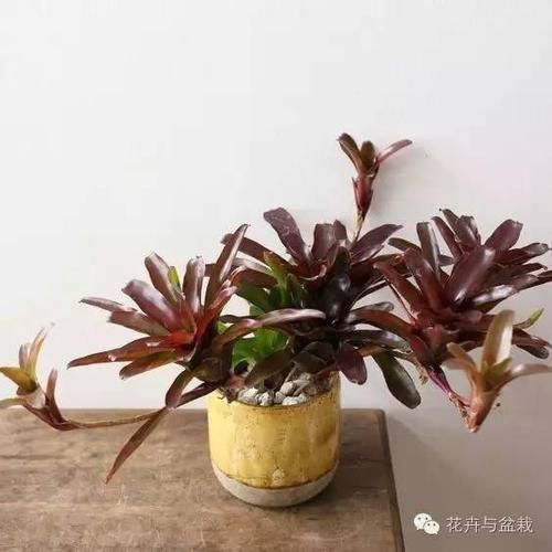  『凤梨』如果不认识彩叶凤梨，那就真的是太遗憾了