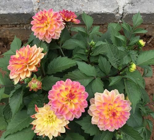  [漂亮]喜欢菊花，不如养这些四款花，喜阳光，开花超漂亮，花朵稠密又鲜